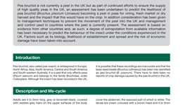 Pea bruchid – the potential impact on UK pea production